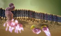 醫(yī)療生物化學(xué)概論細(xì)胞結(jié)構(gòu)視頻：生物醫(yī)學(xué)三維動(dòng)畫(huà)制作